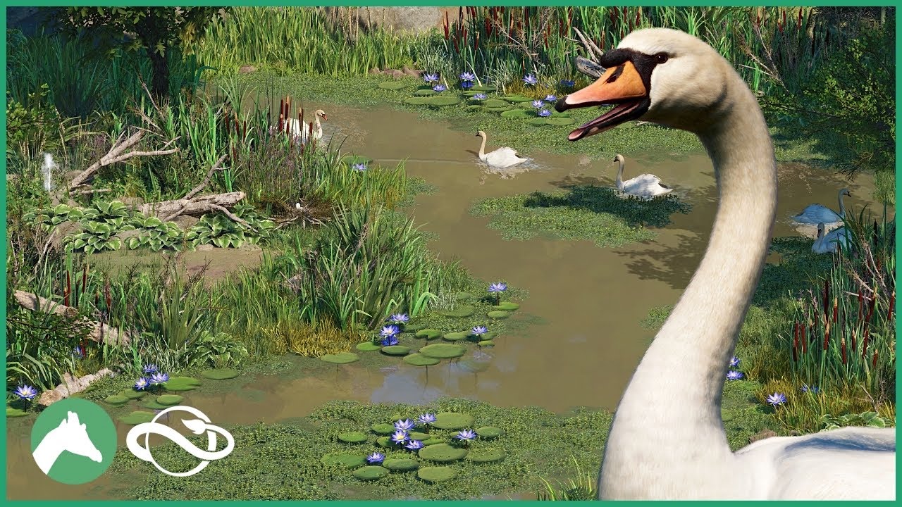 Creating a MUTE SWAN Lake in the Elm Hill City Zoo! | Planet Zoo