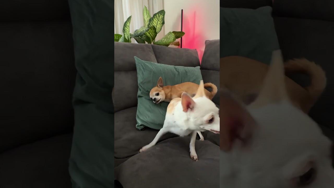 Niki and Chip love to play together 🤣
