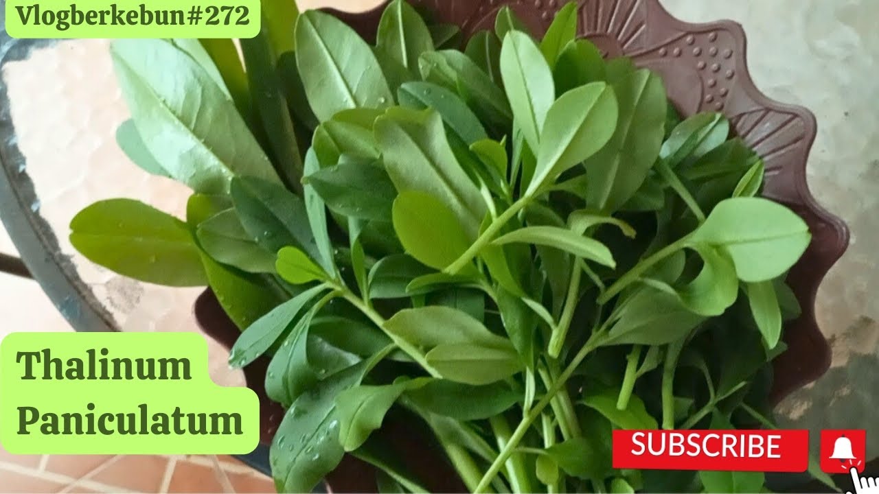 Berkebun di halaman menyenangkan | butuh tinggal petik || manfaat ginseng jawa.#urbanfarming