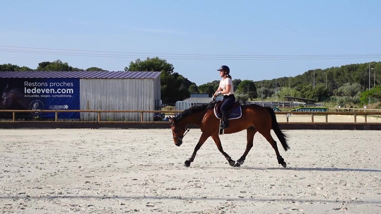 Souplesse cheval : comment la développer