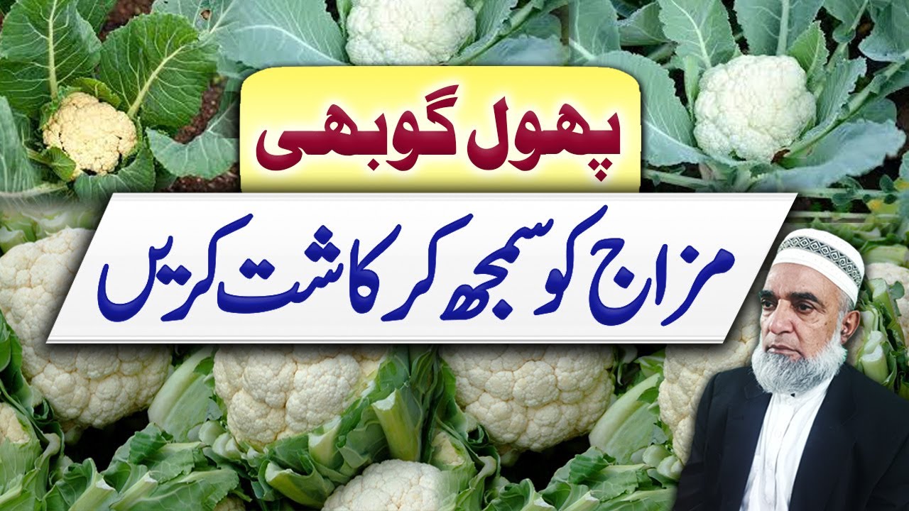 Understanding the behavior of Cauliflower to achieve better production || Crop Reformer