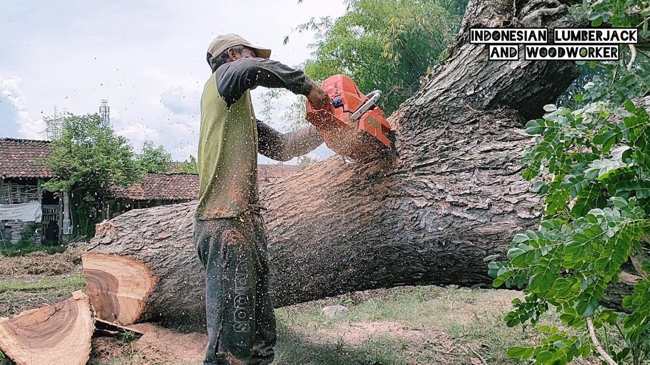 2 old trees next to the house Vs Husqvarna 395xp chainsaw.