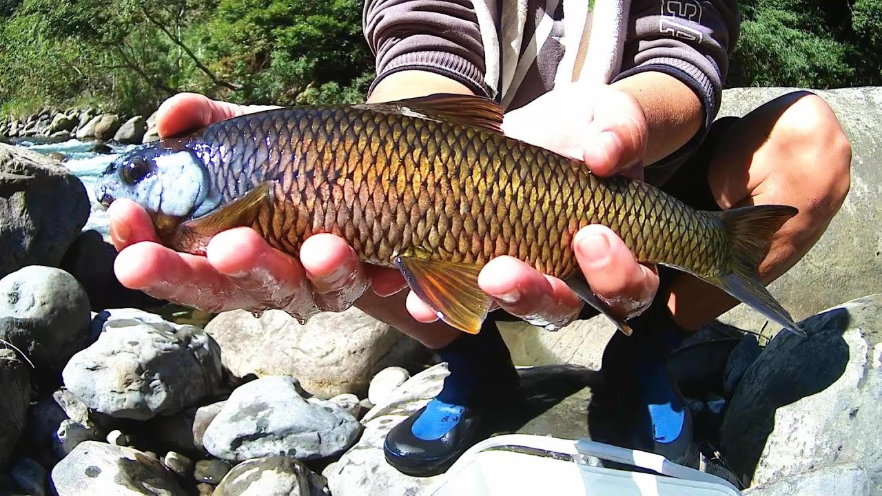 三峽大豹溪ㄉ苦花  應該算是最早發情開咬ㄉ族群 還沒過年魚臉都白成這樣ㄌ