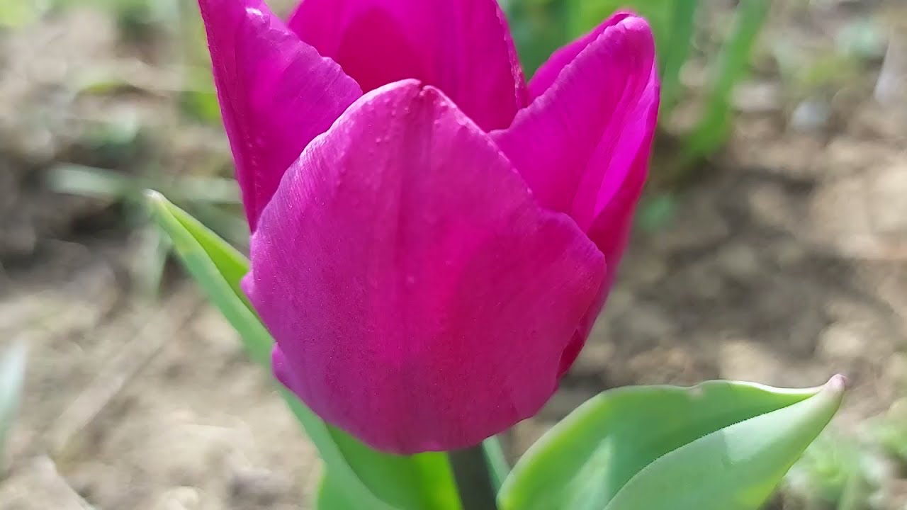 Plantarea bulbilor de lalele primavara