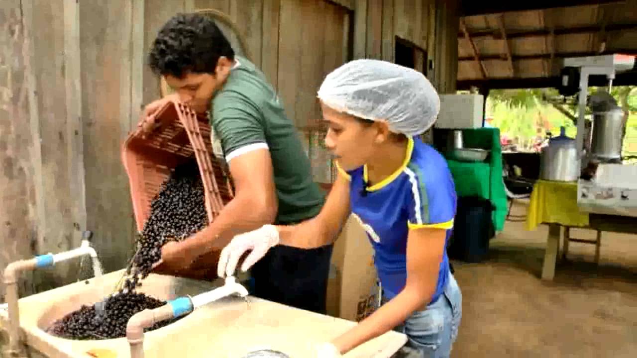 Norte Rural | Açaí: beneficiamento de famílias