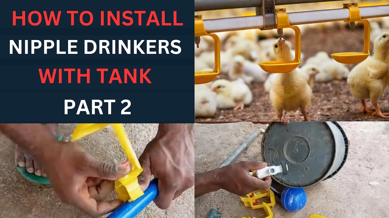 How To Install Nipple Drinkers For Maximum Broiler Weight Gain Part 2