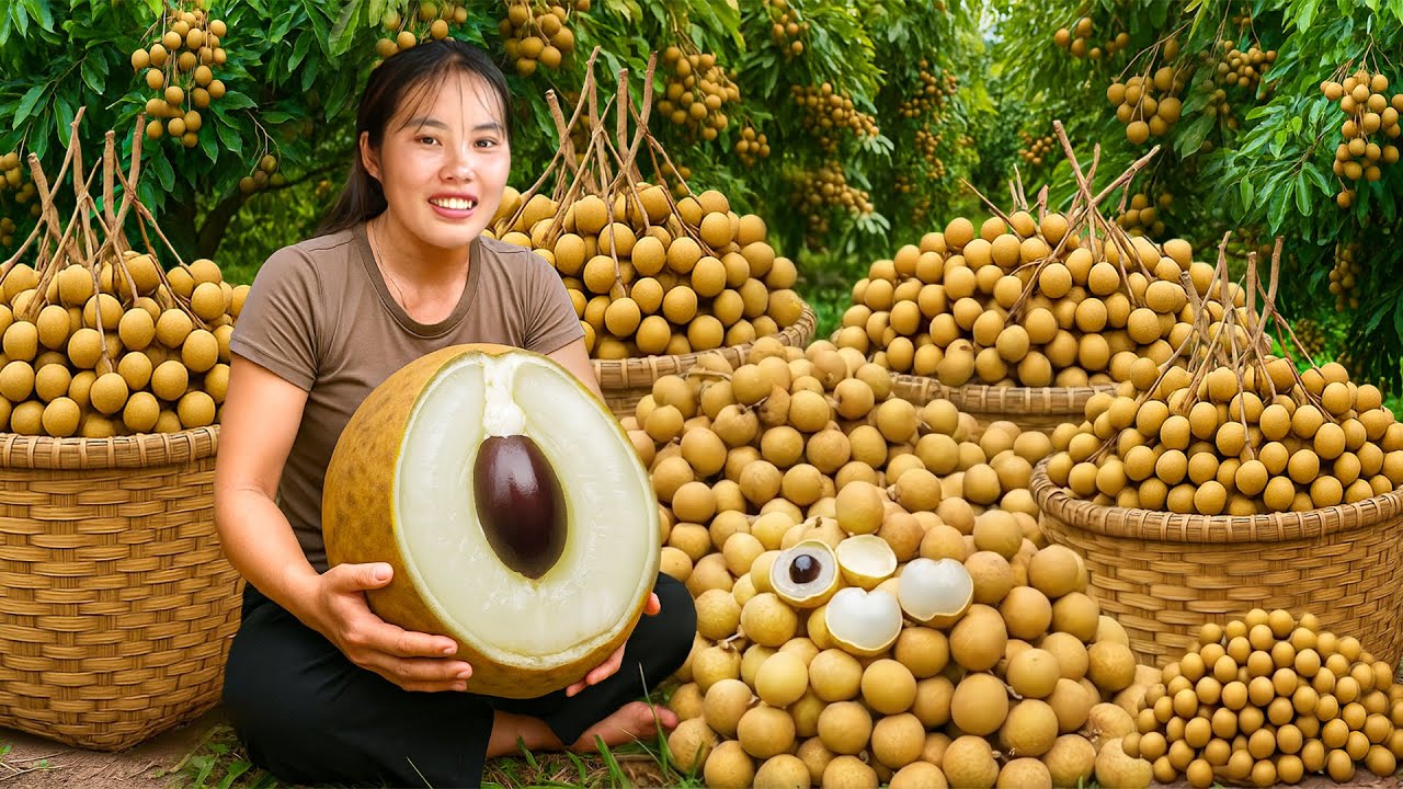 Harvesting Sweet Longans with My Kids | Selling Fresh, Sweet and Juicy Fruit at the Village Market