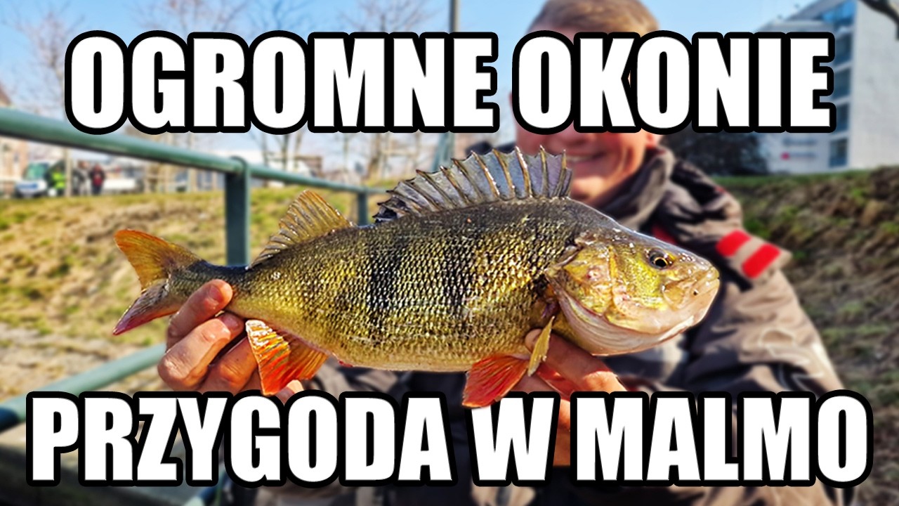 Ogromne okonie !! Przygoda w Malmo