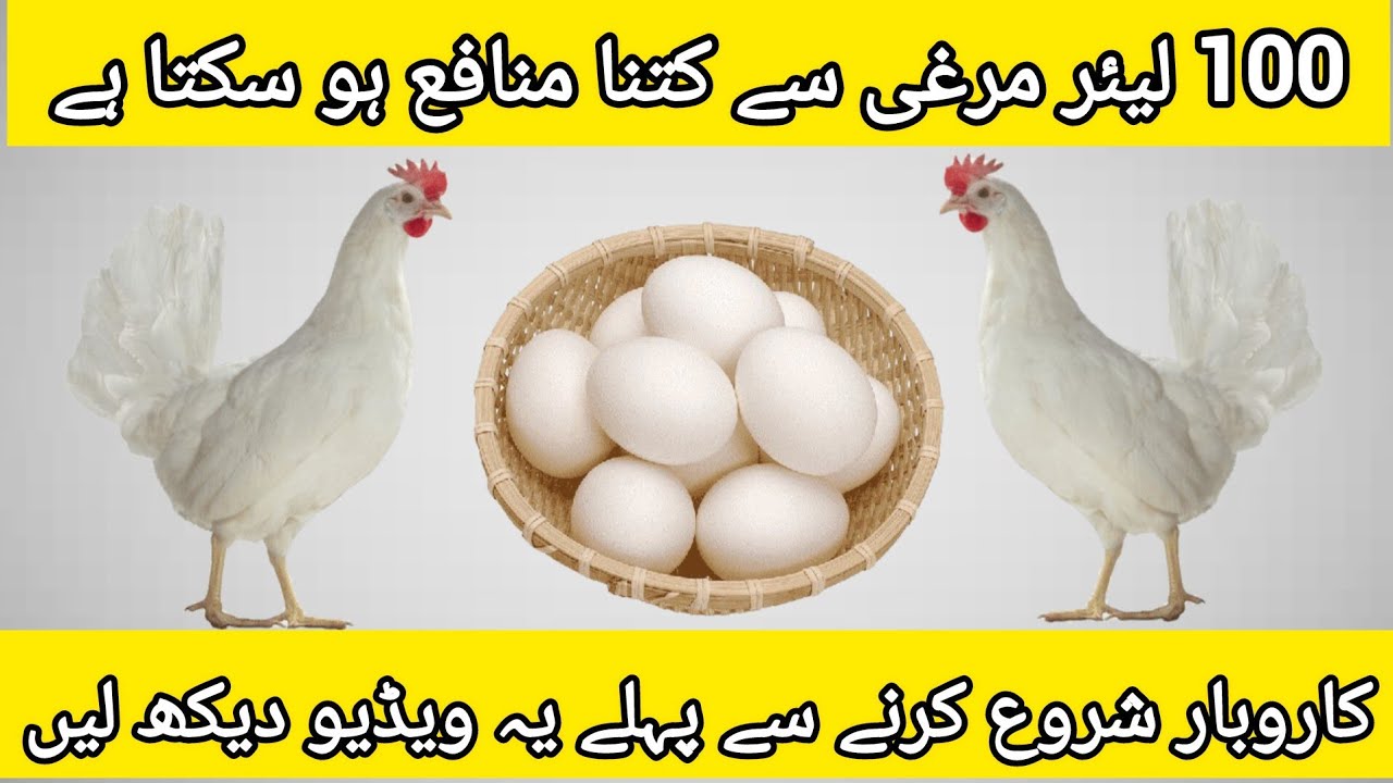 100 لیئر مرغی سے کتنا منافع ہو سکتا ہے؟ | White Layer ?Poultry Farming in Pakistan | Loss or Profit 