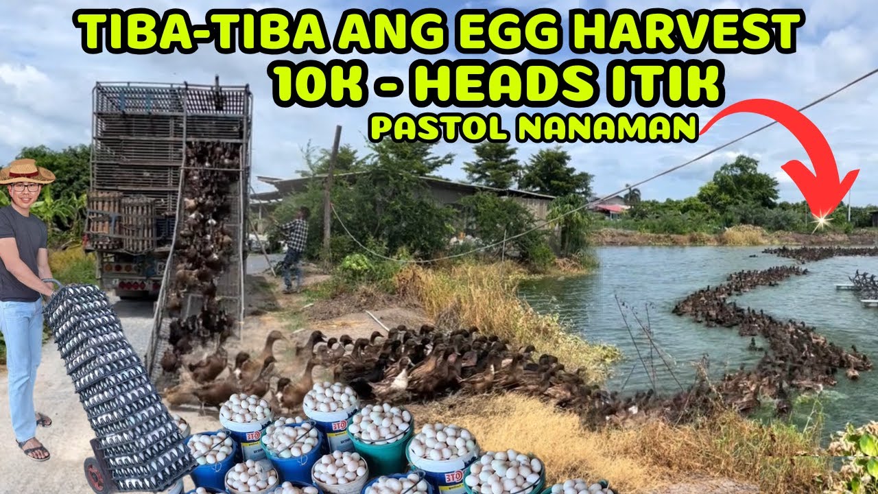1OK - HEADS ITIK TIBA-TIBA ANG EGG HARVEST || IDEAL FARM BUSINESS 