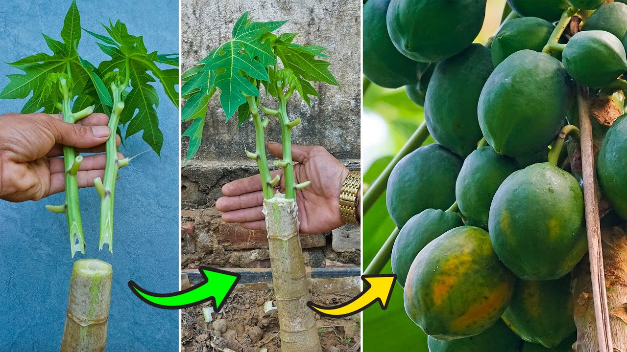 Technique of grafting papaya is 100% successful and produces many fruits, if this hormone is used