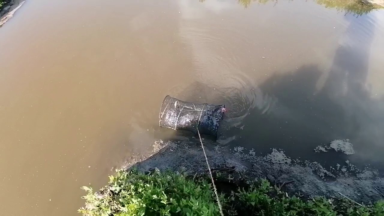 Рыбалка на мордушку (ловушка для рыбы). Морда, Кубарь, Верша
