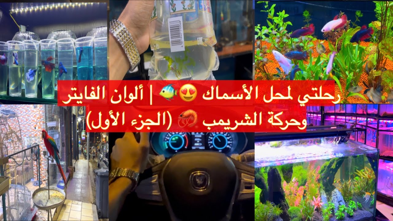 رحلتي لمحل أسماك الزينة 🐠 | شراء شرمب ورؤية أسماك الفايتر المذهلة ✨