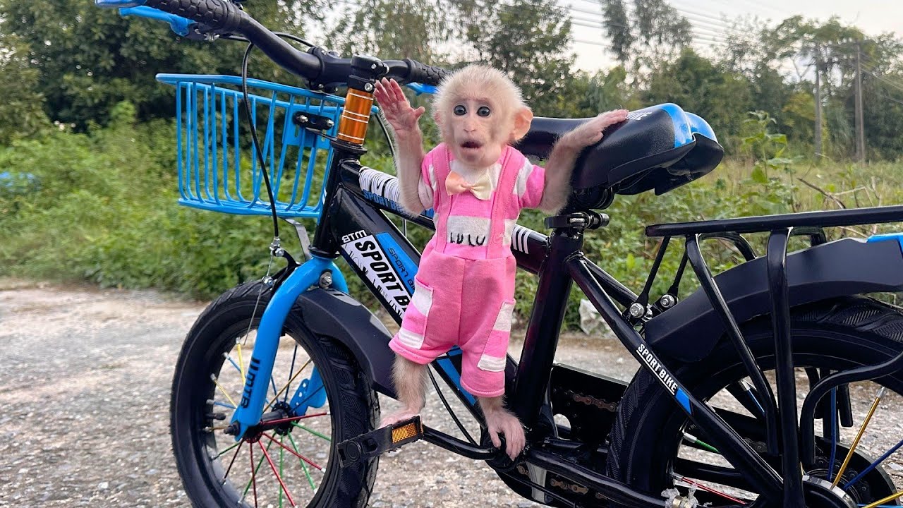 So Sweet! Baby Monkey Lulu Helps Dad Prepare a Big Surprise for Bi!