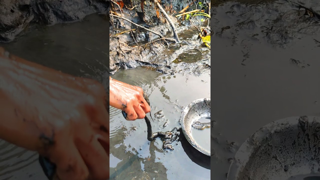 One Bite Can End a Life 😱 | Snake vs Human – A Deadly Encounter 