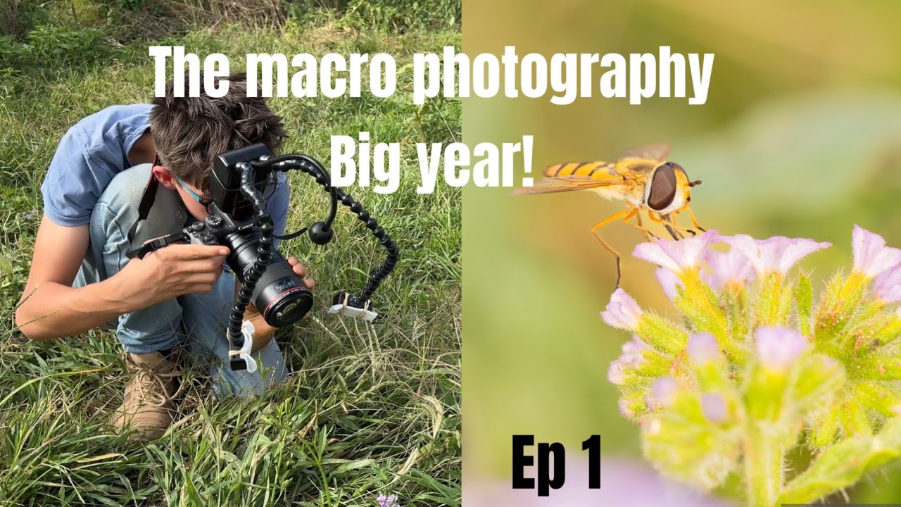 I am photographing insects for an entire year!