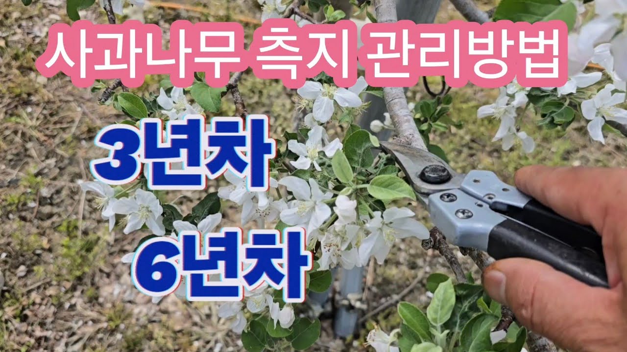 3년차 6년차 사과나무 측지 관리방법