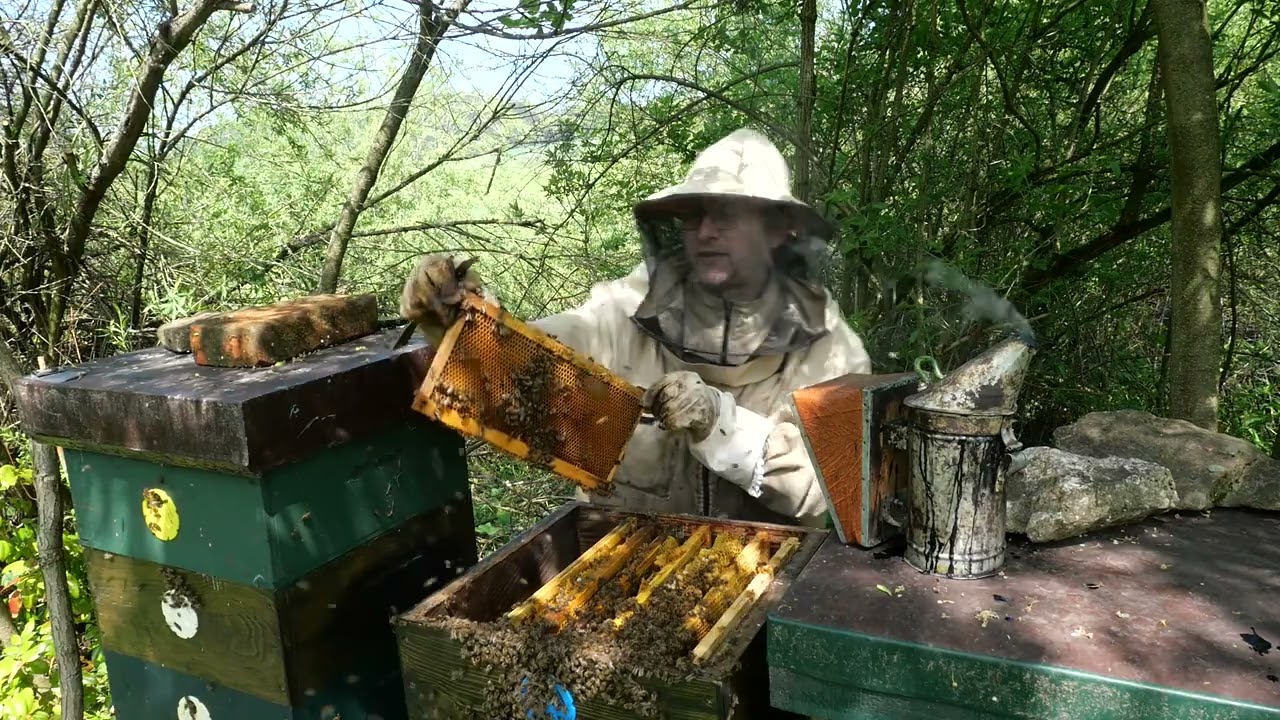 Včely, kontrola protirojového opatrenia.