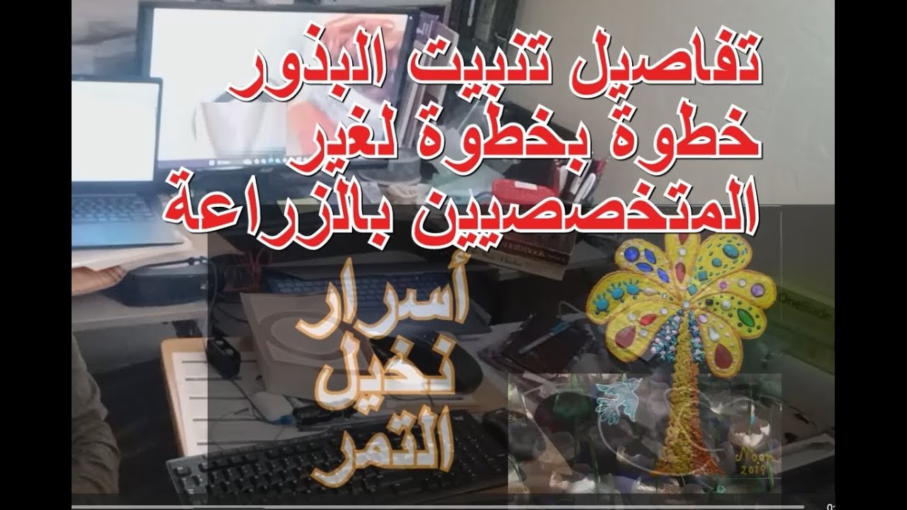 تنبيت البذور خطوة بخطوة لتكثير نخيل التمر