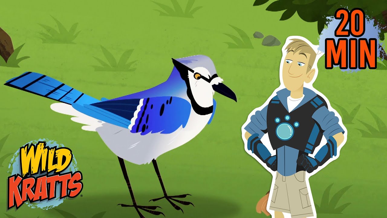 Blue Jays vs Squirrel | Creature Battle | Wild Kratts
