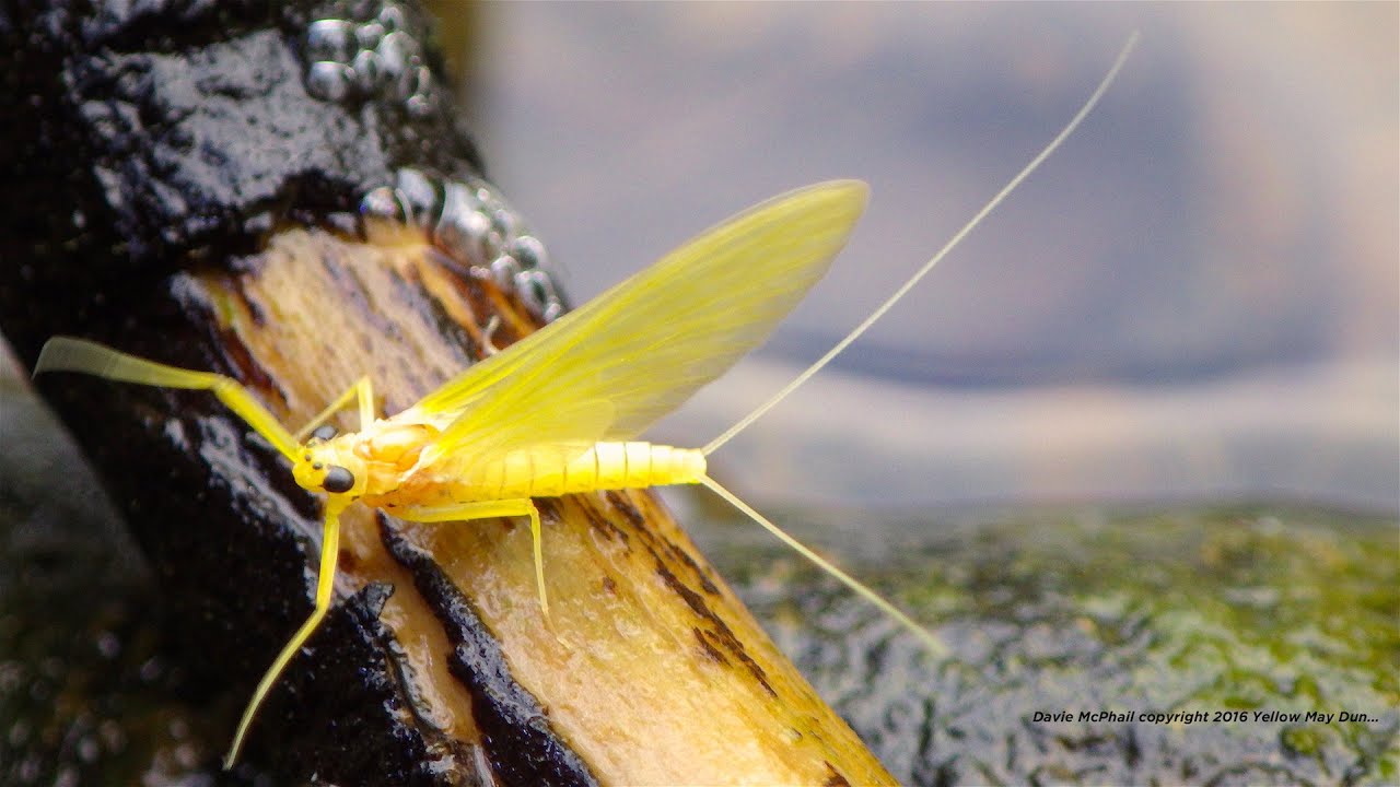 Tying a CDC  Yellow May Dun by Davie McPhail