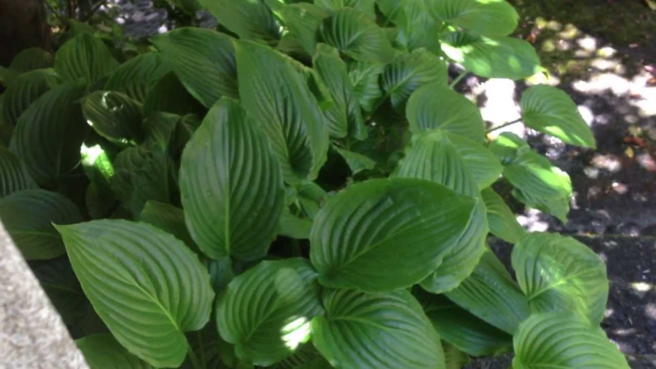 Gineta e seu filhote no meu jardim