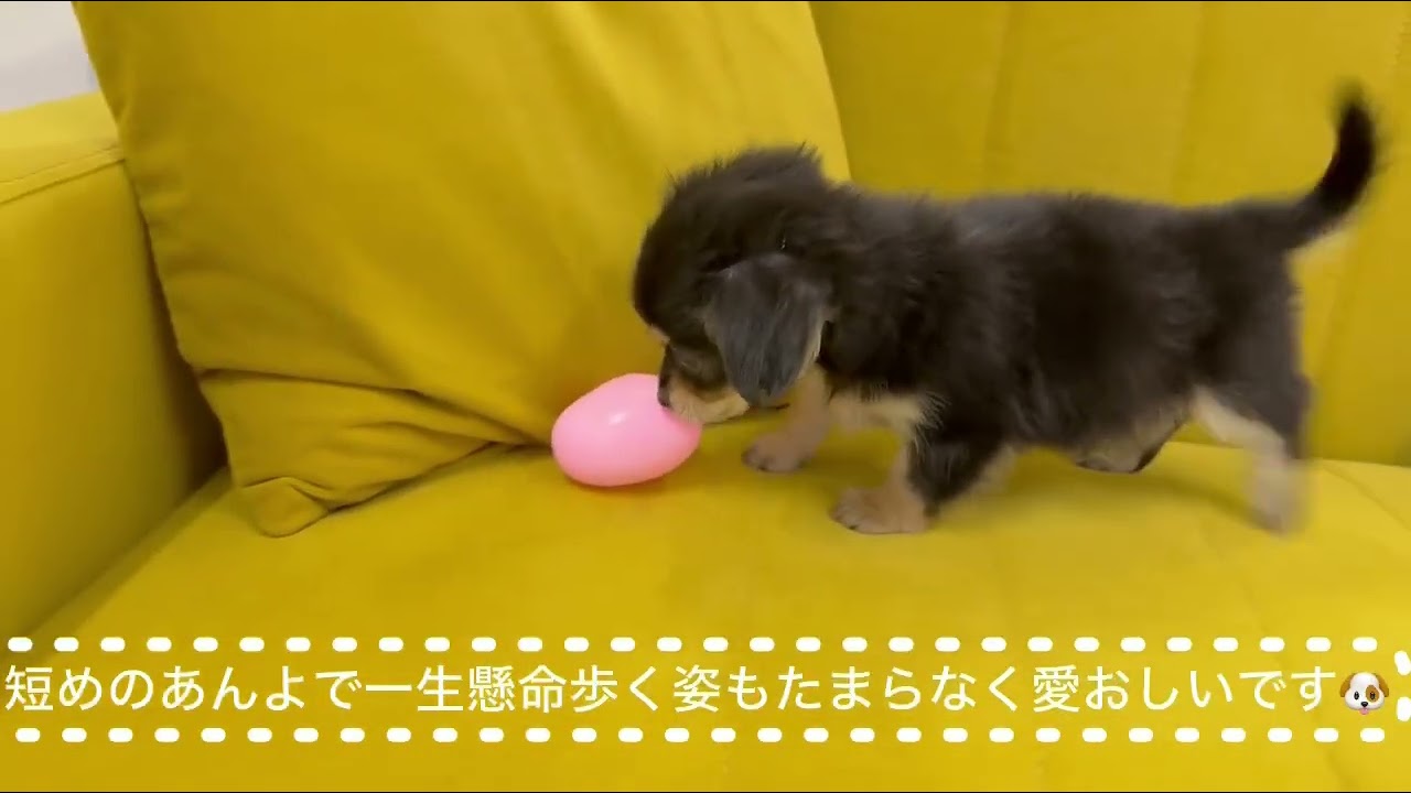 チワックスちゃん