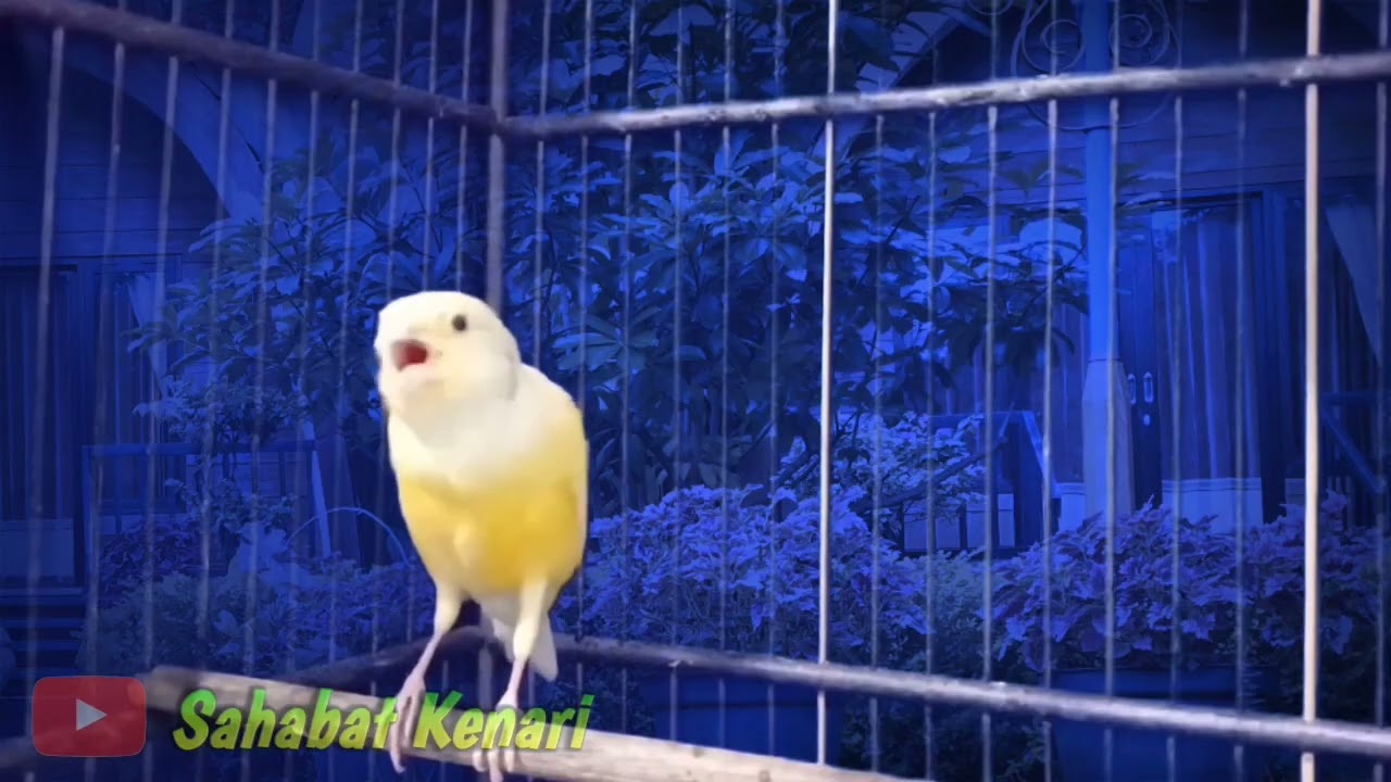 Kenari Lokal Gacor Memanggil Kenari Lain Untuk Pancingan Kenari Paud Agar Cepat Bunyi