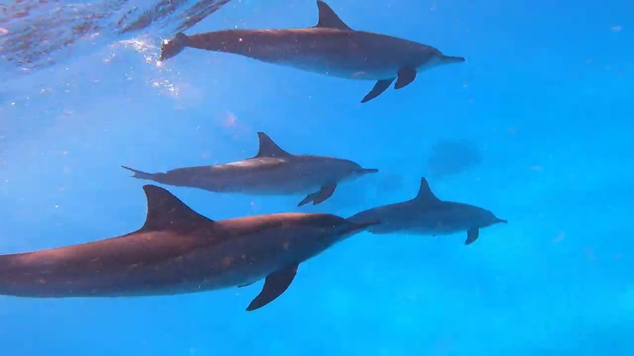 dolphin house marsa alam - egypt fun and fun