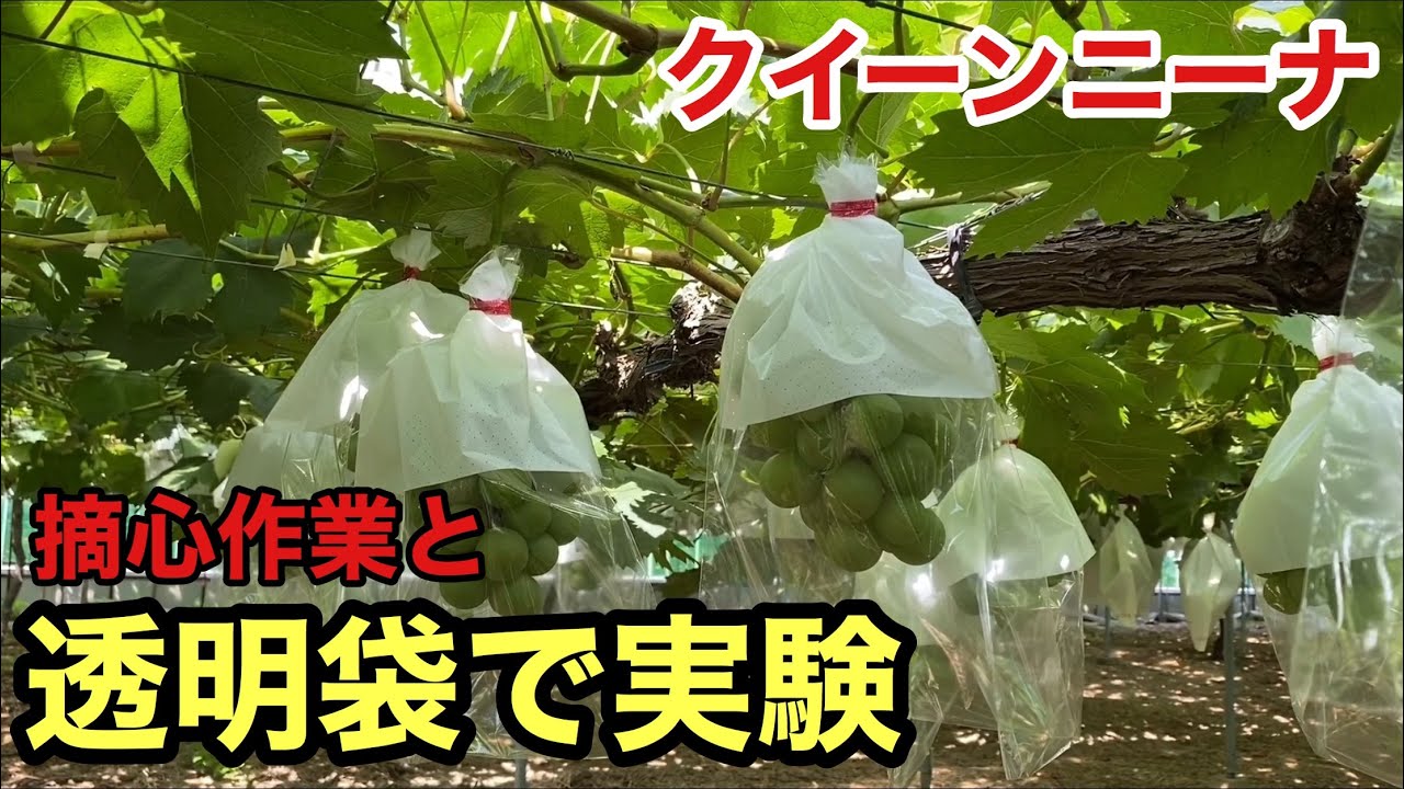 「ぶどうの作業」クイーンニーナ、着色のために透明袋で実験