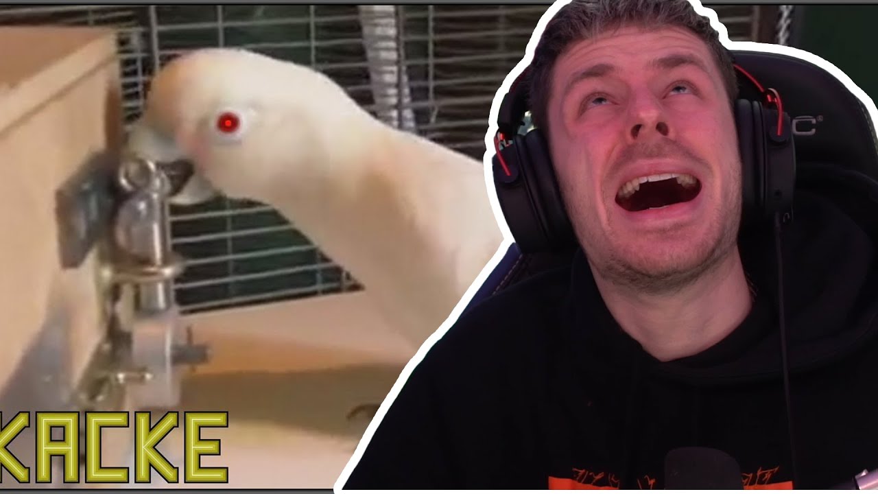 Rewi VERZWEIFELT komplett bei dieser YOUTUBE KACKE!