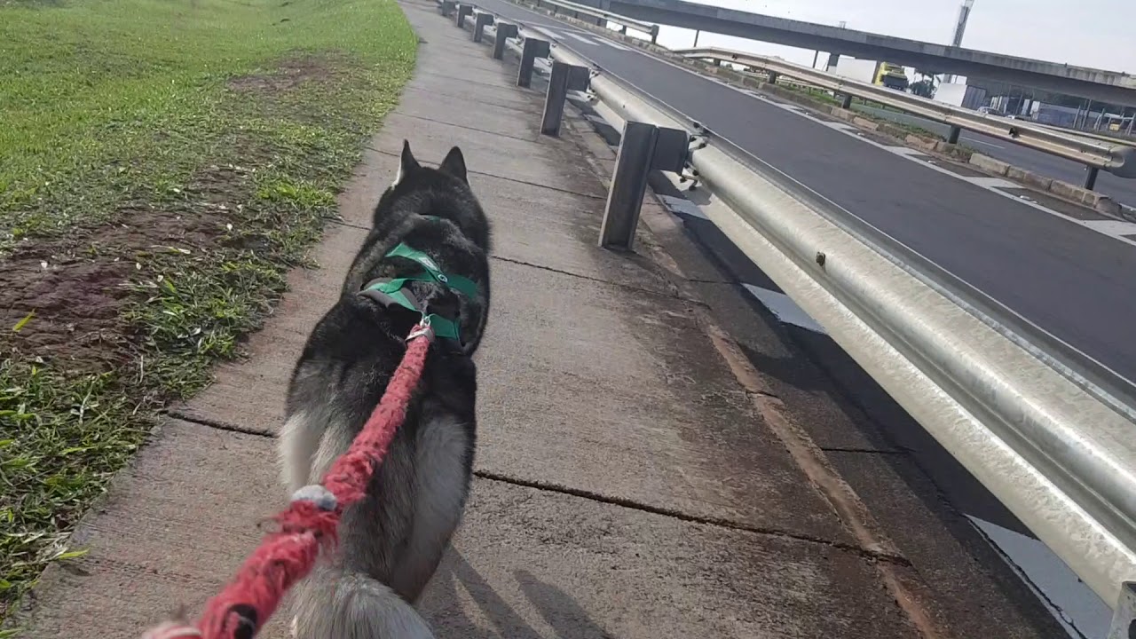 Husky Siberiano puxando bicicleta