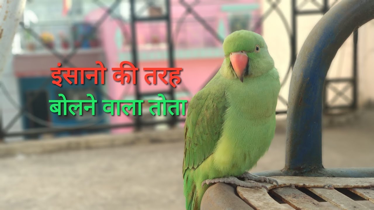तोता जो सब कुछ बोलता है 😬