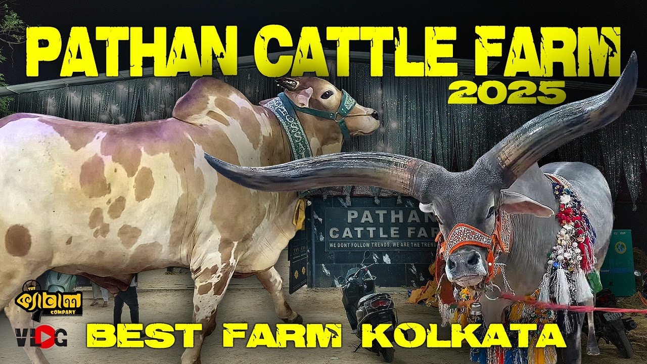 PATHAN CATTLE FARM 2025 | KOLKATA COW 2025 | BAHUBALI COW 2025 | Cow Qurbani 2025 @pathancattlefarm
