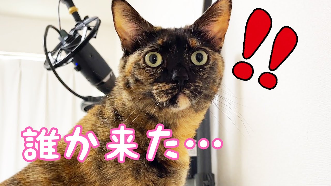 珍しく来客があるとサビ猫モモちゃんはこうなってしまいます…。