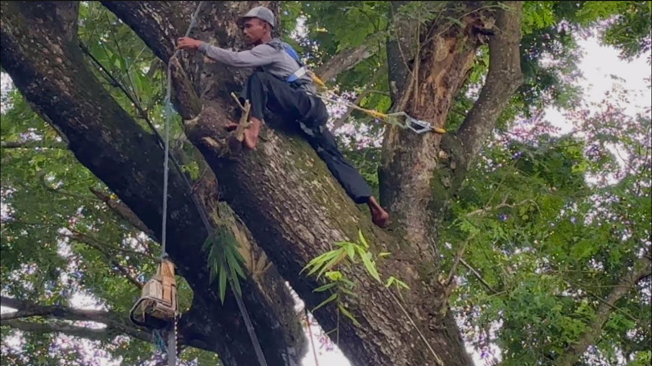 ОПАСНАЯ‼️РУБКА БОЛЬШИХ ДЕРЕВЬЕВ ТРЕМБЕЗИ ЗА ДОМАМИ ЖИЛЫХ ДОМОВ#Stihl#ms660 #ms881