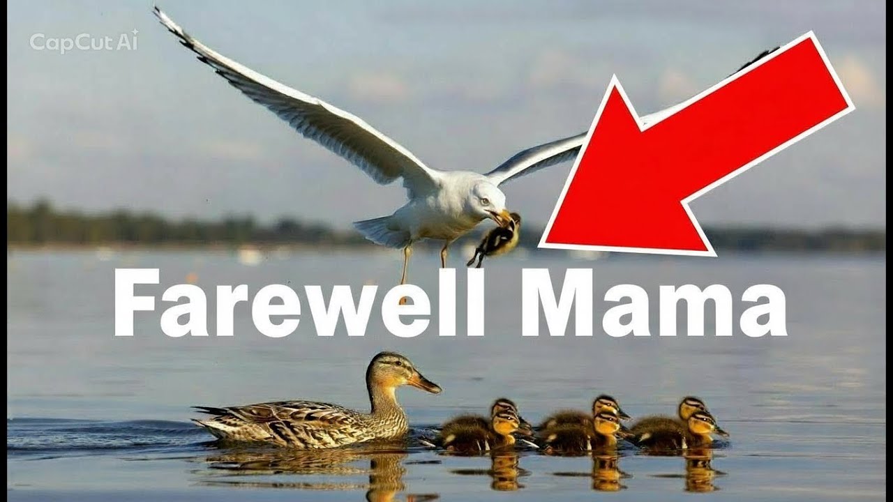 Shocking! A seagull snatched away a baby duck that was just a month old.🥺#mom #family #love#foryou 