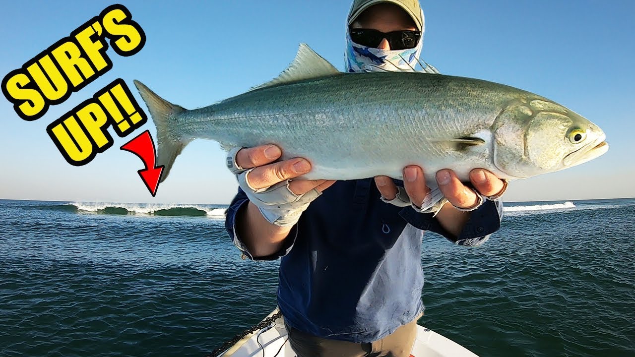 Big Tailor FROM A BOAT!