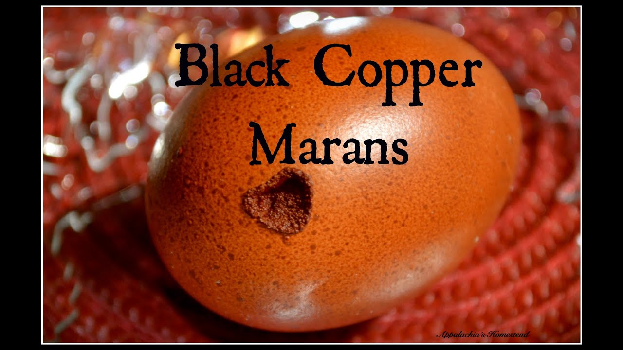 Black Copper Marans & Chocolate Eggs! ~