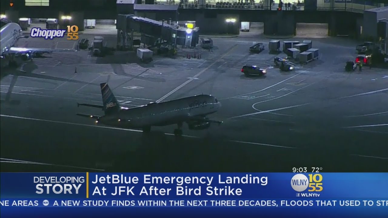Bird Strike Prompts Emergency Landing At JFK Airport