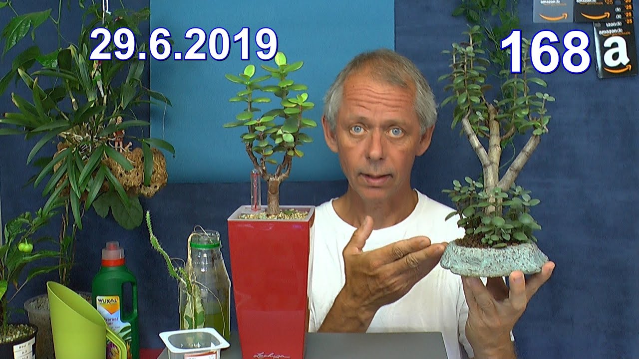 Geldbaum Pfennigbaum wie wir sie pflegen einpflanzen und vermehren