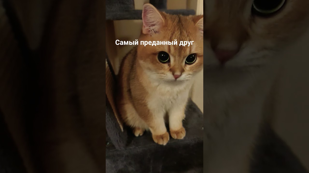 Закрыл своим телом #cat #kitten #котики #котик