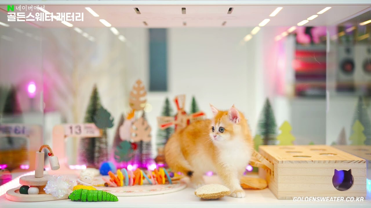 차분하게 애교 많고 사람 좋아하는 고양이 ft.골드브리티쉬숏헤어,ny12,브리숏,브숏,순수혈통,암컷