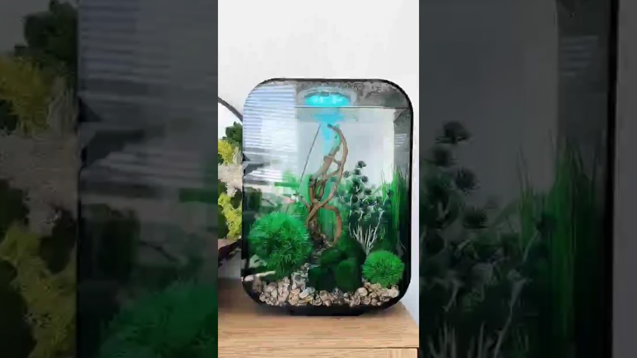 biOrb Life 15 Acrylic 15 Litre Aquarium&nbsp;#youtube #ytshorts #youtubeshorts #alis #chanell #couplehoal