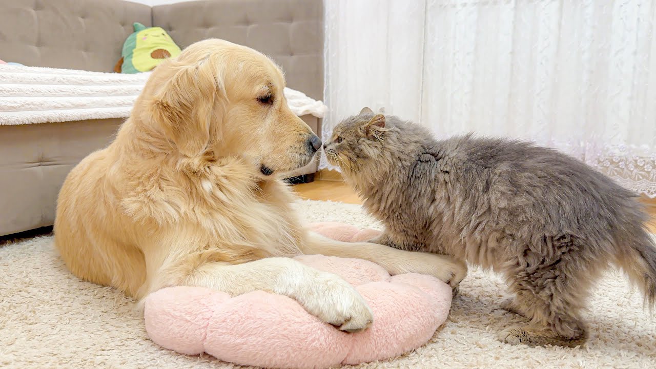 You Won’t Believe This Fluffy Cat’s Adorable Attack on a Golden Retriever