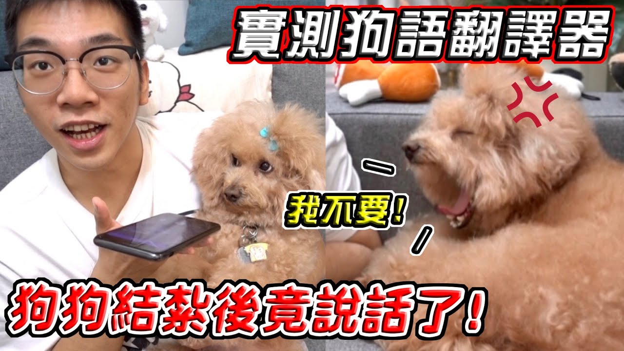 狗狗結紮後竟有話想說？用狗語翻譯器問出驚人回答？！『超意外答案』Dog Language Translator【希露弟弟啃雞腿】比熊 貴賓 Bichon Frise Poodle