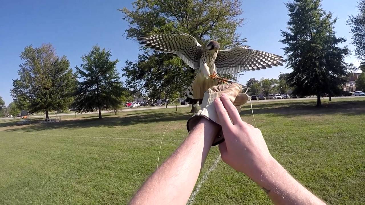American Kestrel Training 3