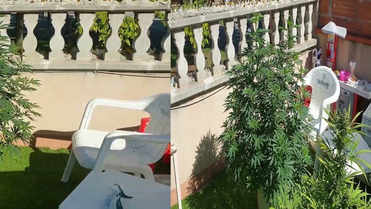 Харв S.A.D.  S1 Sweet Seeds фотик 2 июля - 2 октября от Мария Любит Хуана #sweetseeds#weed#harvest