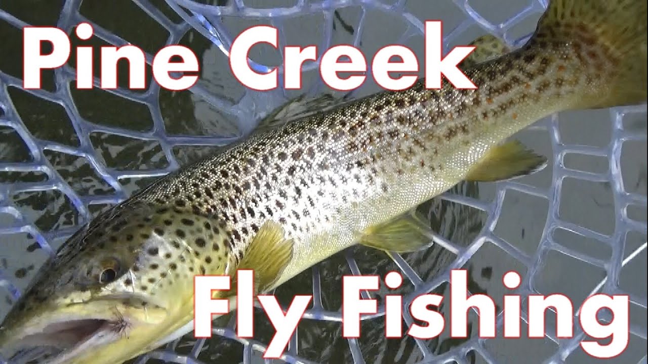 Pine Creek Dry Fly Fishing 2016
