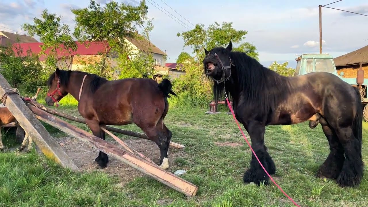 Жеребець💣Потомстов Алана🔥Кобила на продажу💲🥕